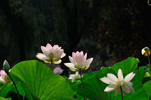 du doan xsmb minh ngoc