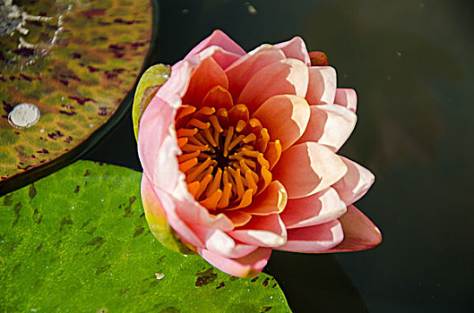 bạch thủ miền bắc 24 giờ