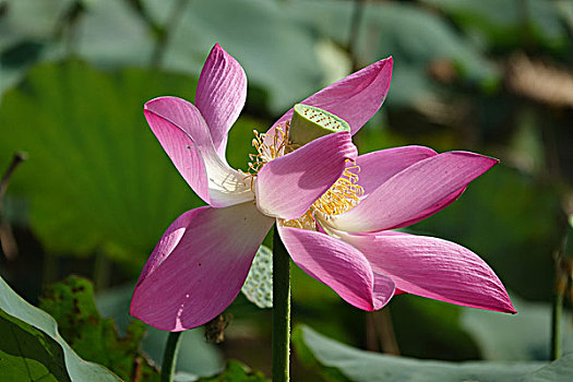 soi cầu tuấn vũ 668