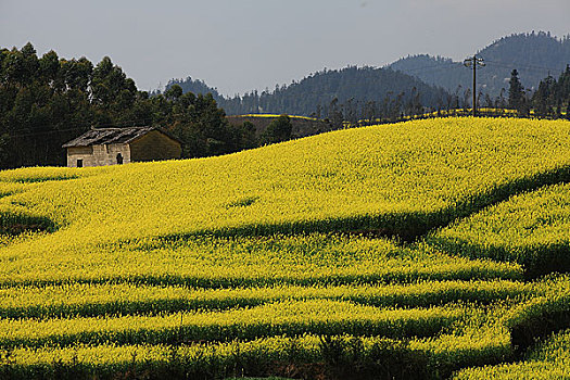 du doan lo