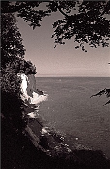 rong vang bach kim