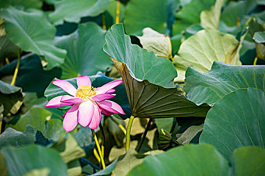 soi cầu miền bắc wap